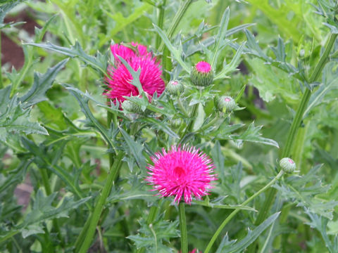 Cirsium japonicum cv.