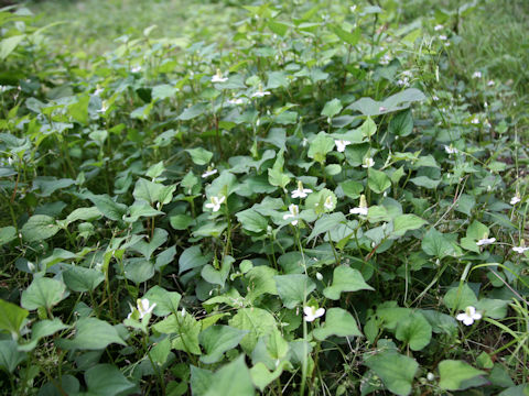 Houttuynia cordata