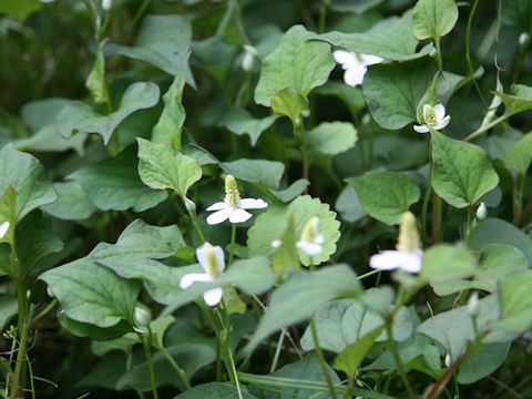 Houttuynia cordata