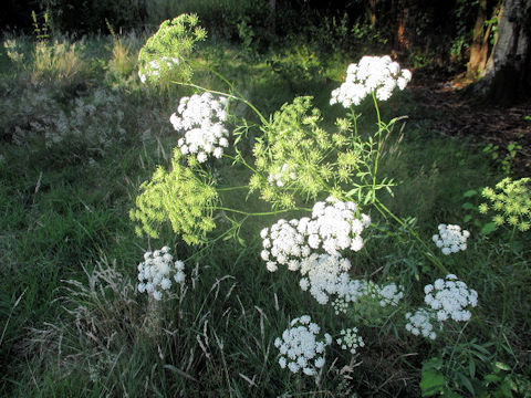 Ammi majus