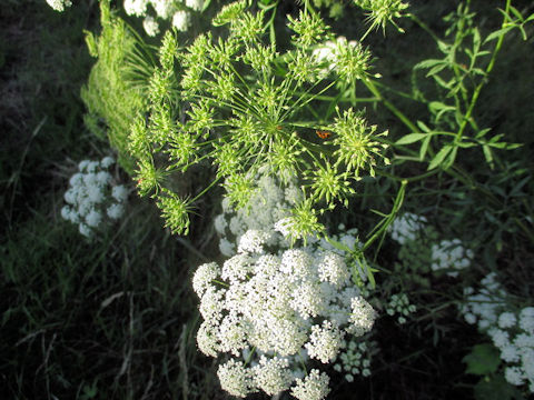 Ammi majus