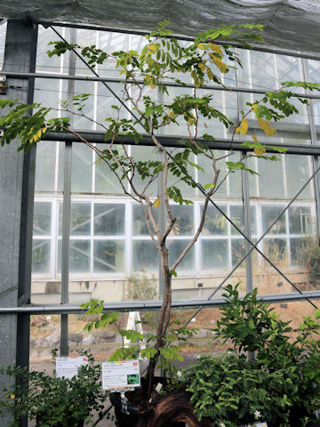 Phyllanthus oligospermus ssp. donanensis