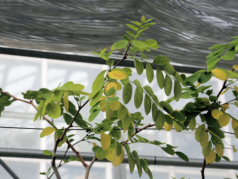 Phyllanthus oligospermus ssp. donanensis