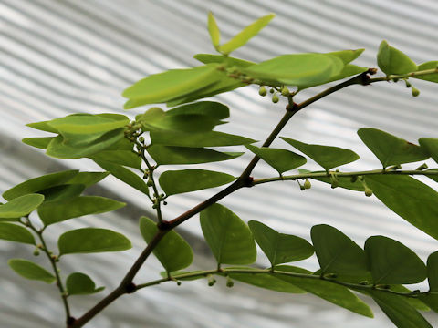 Phyllanthus oligospermus ssp. donanensis