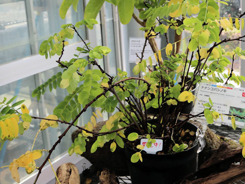 Phyllanthus oligospermus ssp. donanensis