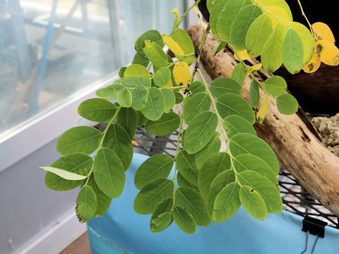 Phyllanthus oligospermus ssp. donanensis