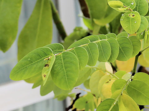 Phyllanthus oligospermus ssp. donanensis