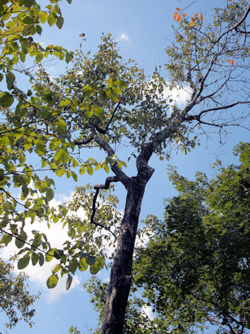 Populus suaveolen