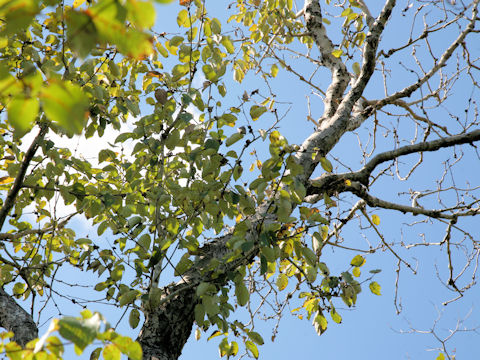 Populus suaveolen