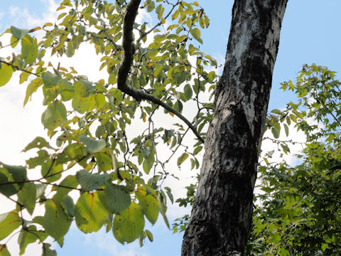 Populus suaveolen