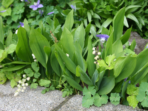 Convallaria majalis var. majalis
