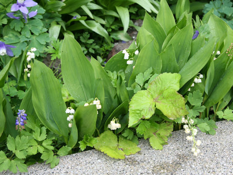 Convallaria majalis var. majalis