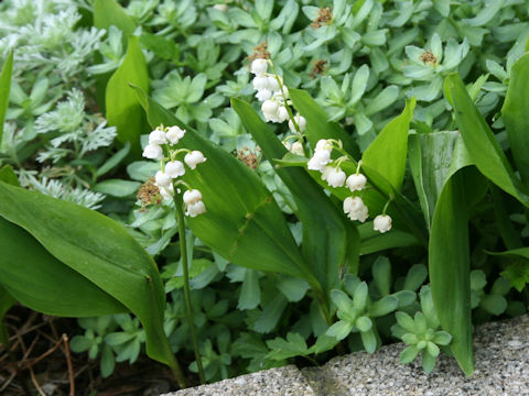 Convallaria majalis var. majalis