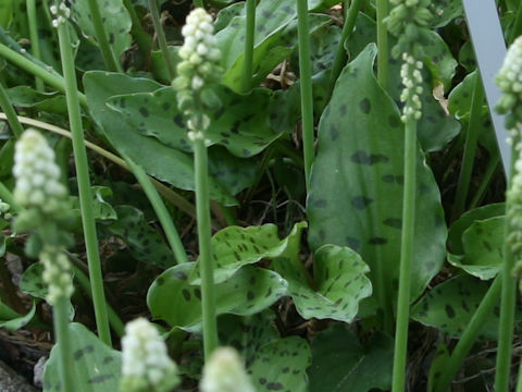 Drimiopsis maculata