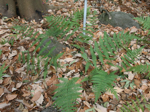 Dryopteris nigropaleacea