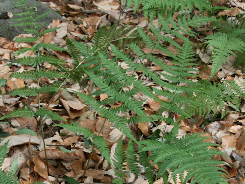 Dryopteris nigropaleacea