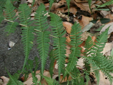 Dryopteris nigropaleacea