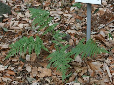 Dryopteris stewartii