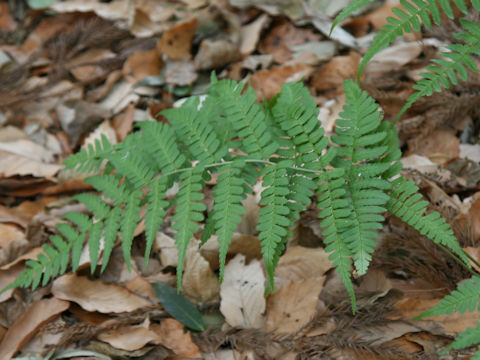 Dryopteris stewartii