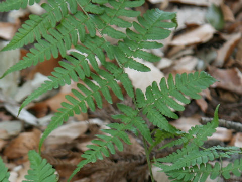 Dryopteris stewartii