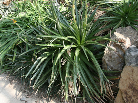 Dyckia aff. ibiramensis