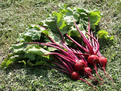 Beta vulgaris ssp. vulgaris cv. Detroit Dark Red