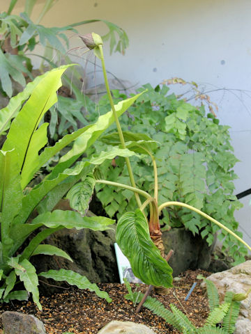 Tacca chantrieri