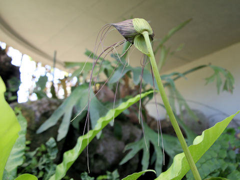 Tacca chantrieri