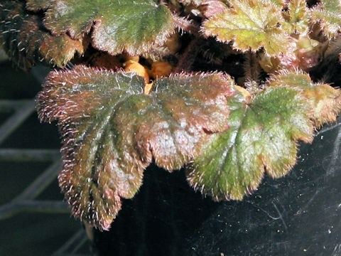 Mitella formosana
