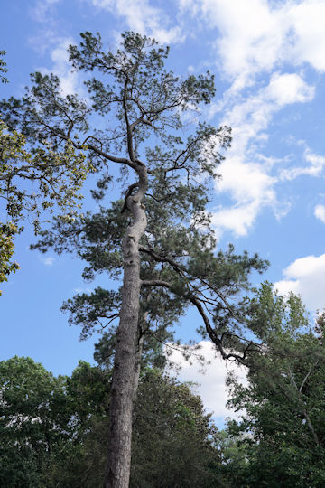 Pinus taeda