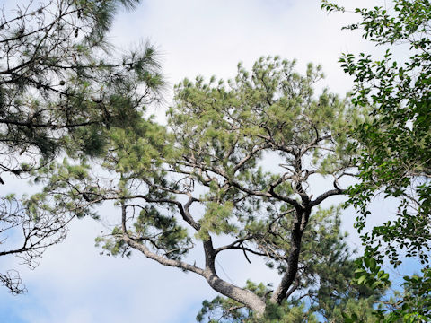 Pinus taeda