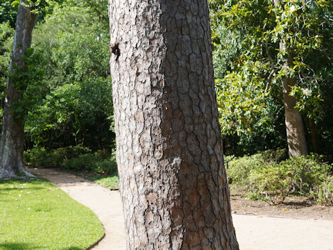 Pinus taeda