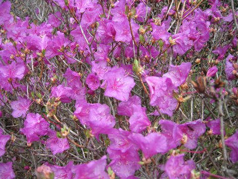 Rhododendron mucronulatum var. taquetii