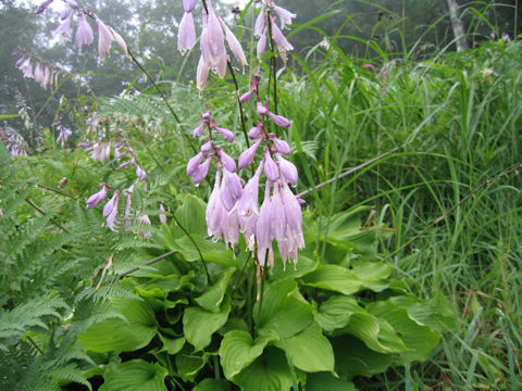 Hosta rectifolia