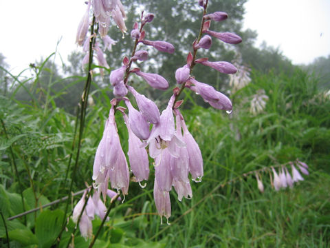 Hosta rectifolia