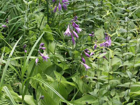 Hosta rectifolia