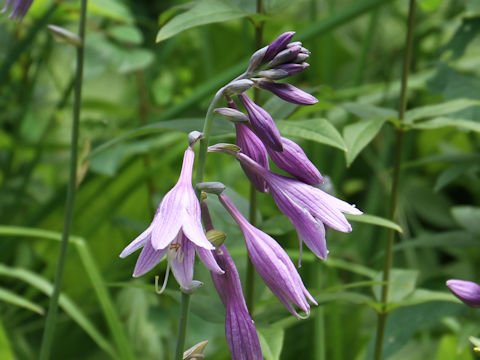 Hosta rectifolia