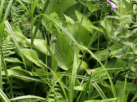 Hosta rectifolia