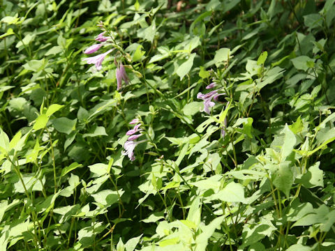 Hosta rectifolia