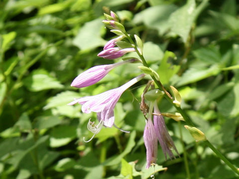 Hosta rectifolia