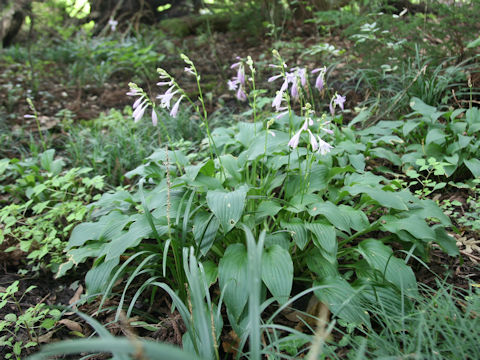 Hosta rectifolia