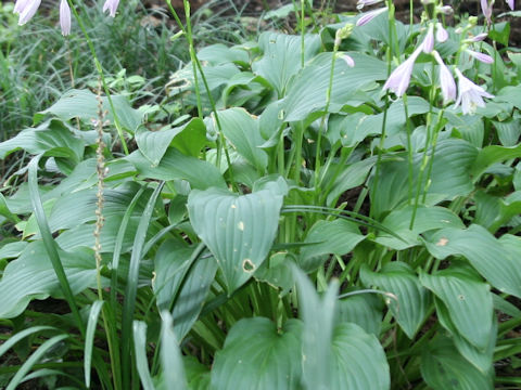 Hosta rectifolia