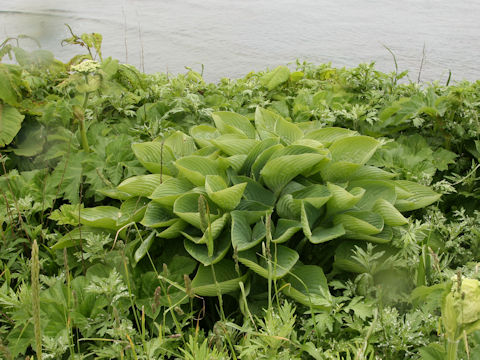 Hosta rectifolia