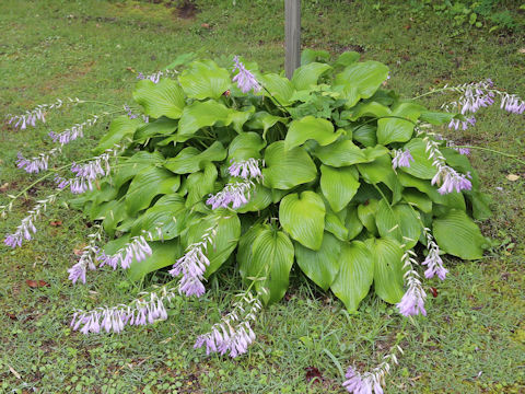 Hosta rectifolia