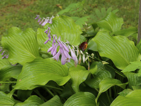 Hosta rectifolia