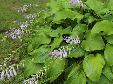 Hosta rectifolia