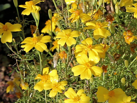 Tagetes tenuifolia