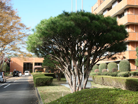 Pinus densiflora f. umbraculifera