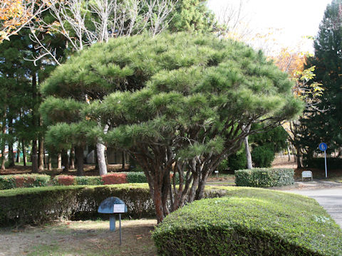 Pinus densiflora f. umbraculifera