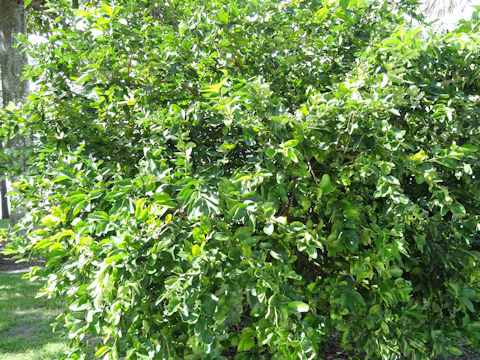 Citrus latifolia